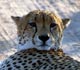 Close-up of a cheetah