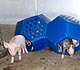 Pigs playing in a large plastic toy