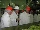 Secretary Leavitt inspecting lettuce on a conveyor belt in Dallas, Texas. HHS photo by John Mallos