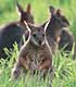 Wallaby in grass