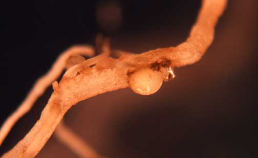 Soybean cyst nematode female on root of purple deadnettle (E. Creech, Purdue University)