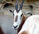 Scimitar-horned oryx