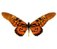 A butterfly image