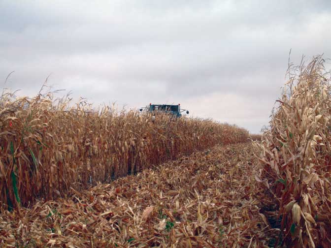 Harvest of 2007 research plots. (Matt Boyer)