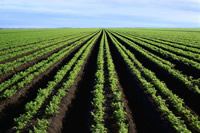 large tract of land with rows upon rows of crops