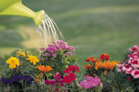 flowers watered with a watering can outdoors