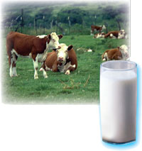 vacas y un vidrio de leche
