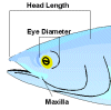 image of fish head