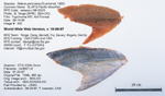 Pacific Moonfish Fillet image