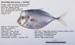Pacific Moonfish Fish image