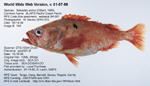 Pacific Ocean Perch Fish image