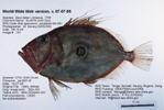 Fish Image