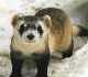 Black-footed ferret