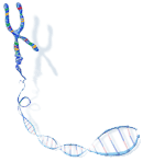 chromosome