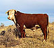 Hereford beef bull