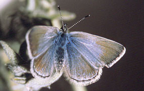 Mission blue butterfly on silver-leaf lupine