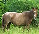 Brown horse with a bird perched on it