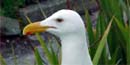 Photo of gull head showing red spot on the lower portion of the beak.