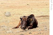 A cow sits in a parched paddock where farmers now face no choice but to start hand-feeding stock as the paddocks dry up in Gunnedah north western New South Wales, Australia