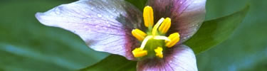 Trillium flower