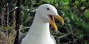 Photo of Western gull vocalizing.