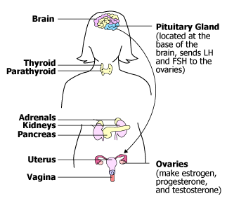 Diagram of female organs