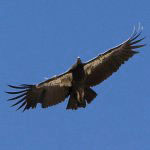 A California condor practices its flight skills at Pinnacles National Monument. Photo by Sara Bartels