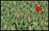 A lone red tulip bloom is seen among those yet to open Thursday, April 10, 2008, in the North Lawn gardens at the White House.