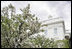 Katherine Crabapples line the Rose Garden bed of tulips between the West Wing and the White House Residence.