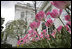 Pink Laura Bush tulips bloom in the East Garden. The tulip was named in the First Lady’s honor April 22, 2004.