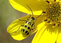 Spotted cucumber beetle.