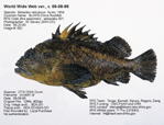 China Rockfish Fish image