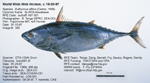 Kawakawa Fish image