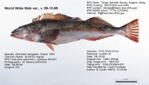 Lingcod Fish image