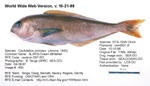 Ocean Whitefish Fish image