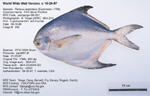 Silver Pomfret Fish image