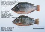 Nile Tilapia Fish image