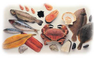 many kinds of seafood