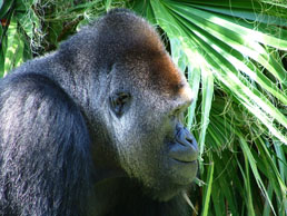 picture of a gorilla