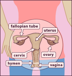 Diagram of pelvic region