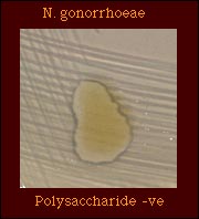 polysaccharide