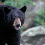 Black bear