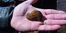 Freshwater mussel found in Big South Fork River