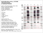 Calibrated IEF Gel Image