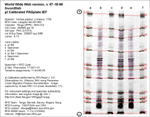 Calibrated IEF Gel Image