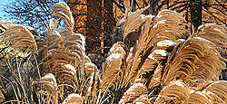 minns_grass_snow