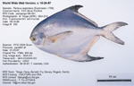 Fish Image