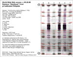 Calibrated IEF Gel Image