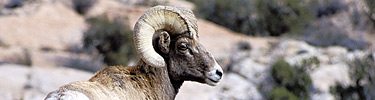 Bighorn Sheep