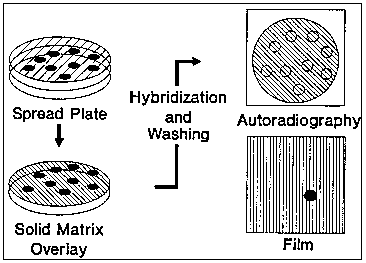  Illustration of
 sequence of steps for analysis described in caption